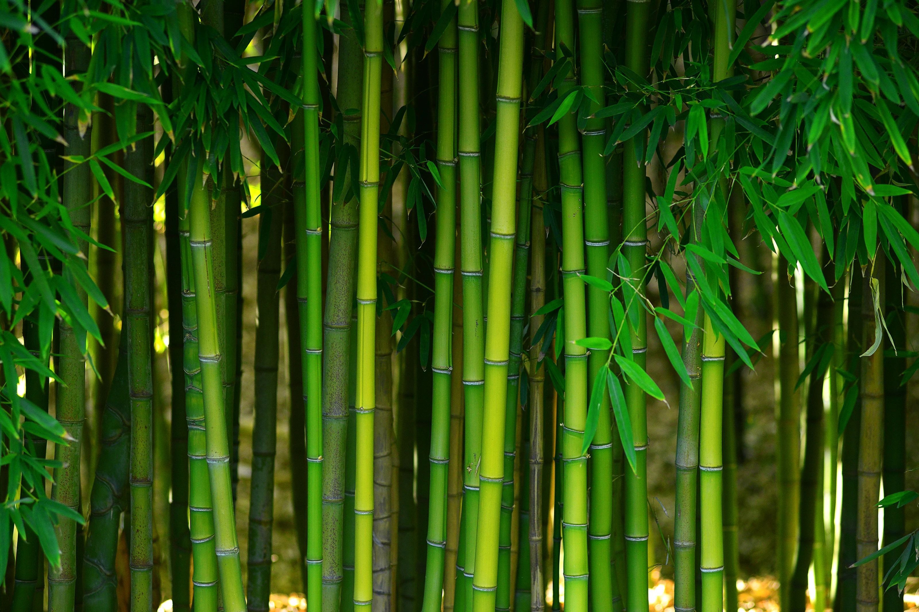bamboo forest - USA Carpets in GA